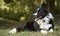 A peaceful border collie puppy relaxes in the grass