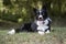 A peaceful border collie puppy relaxes in the grass