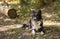 A peaceful border collie puppy relaxes in the grass