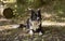 A peaceful border collie puppy relaxes in the grass