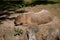 Peaceful brown-furred capybara resting atop the grassy terrain.