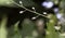 A peaceful closeup of white wildflowers with blurred leaves and flowers in the background