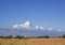 Peaceful contryside landscape with field of wheat and clear blue sky