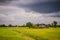 A peaceful cottage on green rice farm with dark stormy sky background. Tranquilly green rice field and farmer hut under calm sky