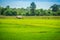 A peaceful cottage on rice farm with green background. Tranquilly green rice field and farmer hut background.