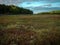 Peaceful cranberry bog landscape in the autumn on Cape Cod in Massachusetts