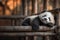 A peaceful cute baby panda, sleeping on a wooden surface