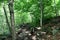 Peaceful day in the woods with rocky path leading hikers to the summit of mountain