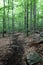 Peaceful day in the woods with rocky path leading hikers to the summit of mountain