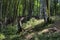 Peaceful deep beech forest summertime in Balvanyos, Transylvania