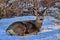 Peaceful Deer Laying In The Snow