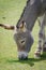 Peaceful donkey grazing away on short grass at lake shore in Atlas mountains of Morocco