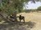 Peaceful donkey. Morocco, North Africa