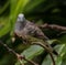 Peaceful Dove in Australia