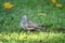 Peaceful Dove (Geopelia placida)