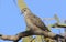 Peaceful Dove perched on branch with blue sky and foliage