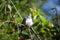 Peaceful dove perched on a branch, Sydney, Australia