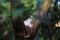 Peaceful Dove perching in tree, leaves blurred, Australian wildlife