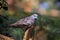 Peaceful Dove sitting on stump, Australian wildlife