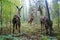 peaceful encounter between alien and deer in forest