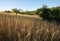 Peaceful Field at Sunset