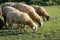 Peaceful Flock of Sheep Grazing in Serene Golden Hour Meadow. Sheep grazing at sunset. Nature farming