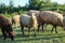 Peaceful Flock of Sheep Grazing in Serene Golden Hour Meadow. Sheep grazing at sunset. Nature farming