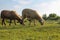 Peaceful Flock of Sheep Grazing in Serene Golden Hour Meadow. Sheep grazing at sunset. Nature farming