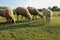 Peaceful Flock of Sheep Grazing in Serene Golden Hour Meadow. Sheep grazing at sunset. Nature farming