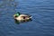 Peaceful fluffy duck sunbathing swimming in the green blue lake at national park, animal wildlife backgrounds, advertiesement