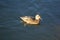 Peaceful fluffy duck sunbathing swimming in the green blue lake at national park, animal wildlife backgrounds, advertiesement