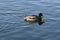 Peaceful fluffy duck sunbathing swimming in the green blue lake at national park, animal wildlife backgrounds, advertiesement