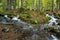 Peaceful forest landscape with small  cascade falls over mossy rocks