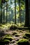 A peaceful forest scene with tall trees reaching for the sky, casting dappled shadows on the groun