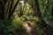 peaceful forest trail, with sunlight filtering through the trees and dappling the ground