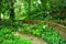 Peaceful garden with forested background