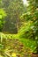 Peaceful garden and path. Apple tree in the background