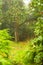 Peaceful garden and path. Apple tree in the background