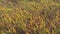 A Peaceful glass moving by the wind in a fall day. Bristle grass, foxtail millet, Setaria italica.