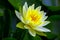 Peaceful glowing yellow water lily in a pond