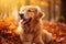 A peaceful golden retriever enjoying a nap amidst a colorful pile of fallen autumn foliage, Happy golden retriever dog on Autumn