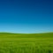 Peaceful Grass Field and Clear Blue Sky