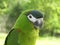 Peaceful Hahn macaw