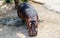 A peaceful hippo waiting for food