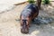 A peaceful hippo waiting for food