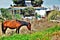 Peaceful horse in Chile