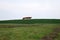 Peaceful idyllic landscape with young chestnut mares on the hill