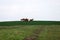 Peaceful idyllic landscape with young chestnut mares on the hill