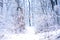 Peaceful idyllic winter path in a freshly snowed forest