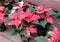 Peaceful image of large red, white and green leaves with yellow flowers of poinsettia plants on wood tables